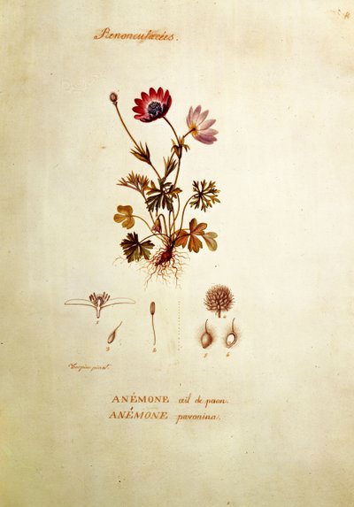 Anemone by Pierre Jean Francois Turpin